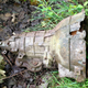 Illustration for article titled The Mysterious Pile Of 1950s Transmissions Buried At The Site Of An Old GM Plant